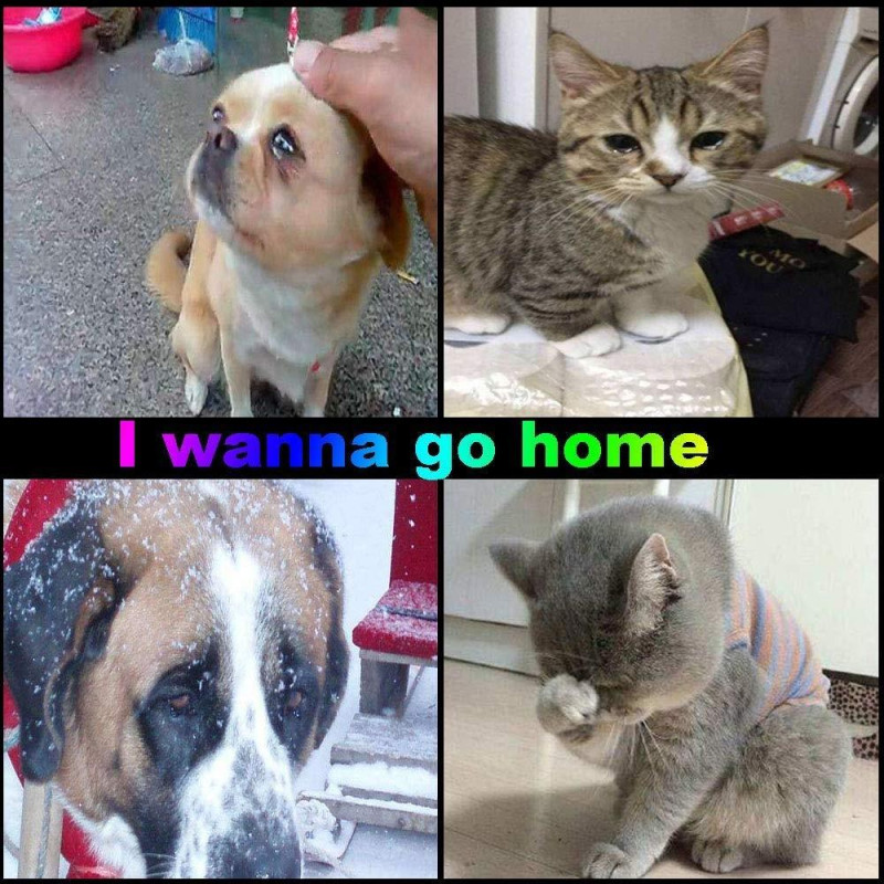 Dog Cat Anti - lost Address Storage Tube Pet Tags Necklace Pendant