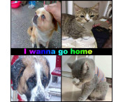 Hund Katt Anti-förlorad Förvaringsrör Taggar Halsband Hänge