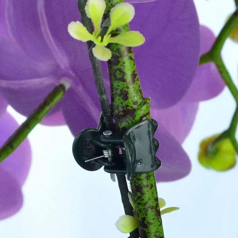 100 pcs Garden Clamp plant Orchid Flower Fixation Plant support