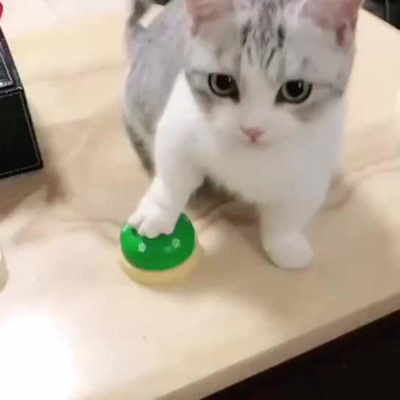 Lemmikkikello koirakissan koulutukseen Interaktiivinen lelurengaskouluttaja